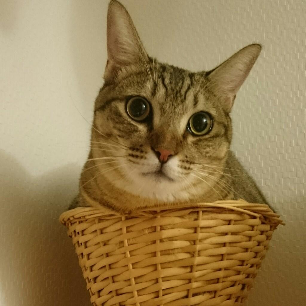 たとえは
