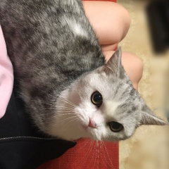 トリトン