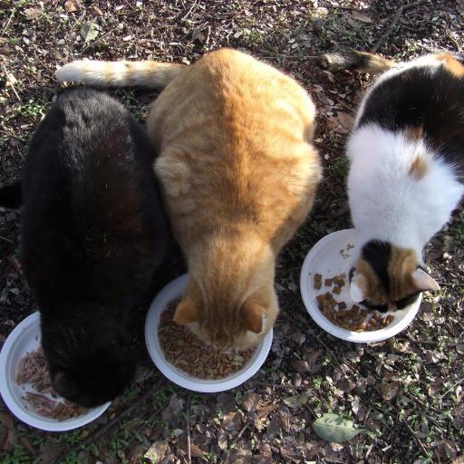 ねこもちのトーク