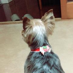 陽菜