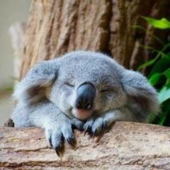 れーか