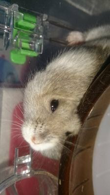 marocoroのトーク