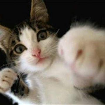 トッティ＠コツコツドカン勢