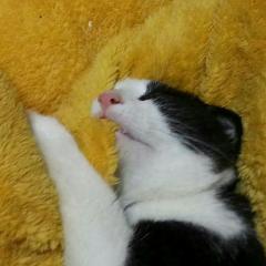 フリートーク