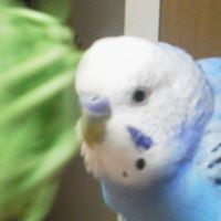 諸星 ちうみのトーク