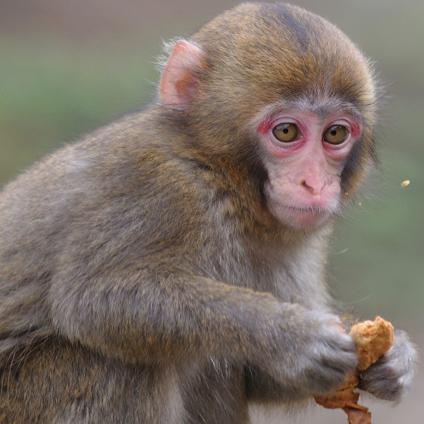 🐒のおり
