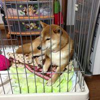 Masayuki Yosikawaのトーク