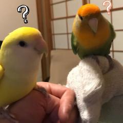 とんきち