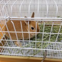 プリニーのトーク