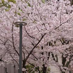 『願いごとの持ち腐れ』選抜総選挙talk~サクラ咲け~