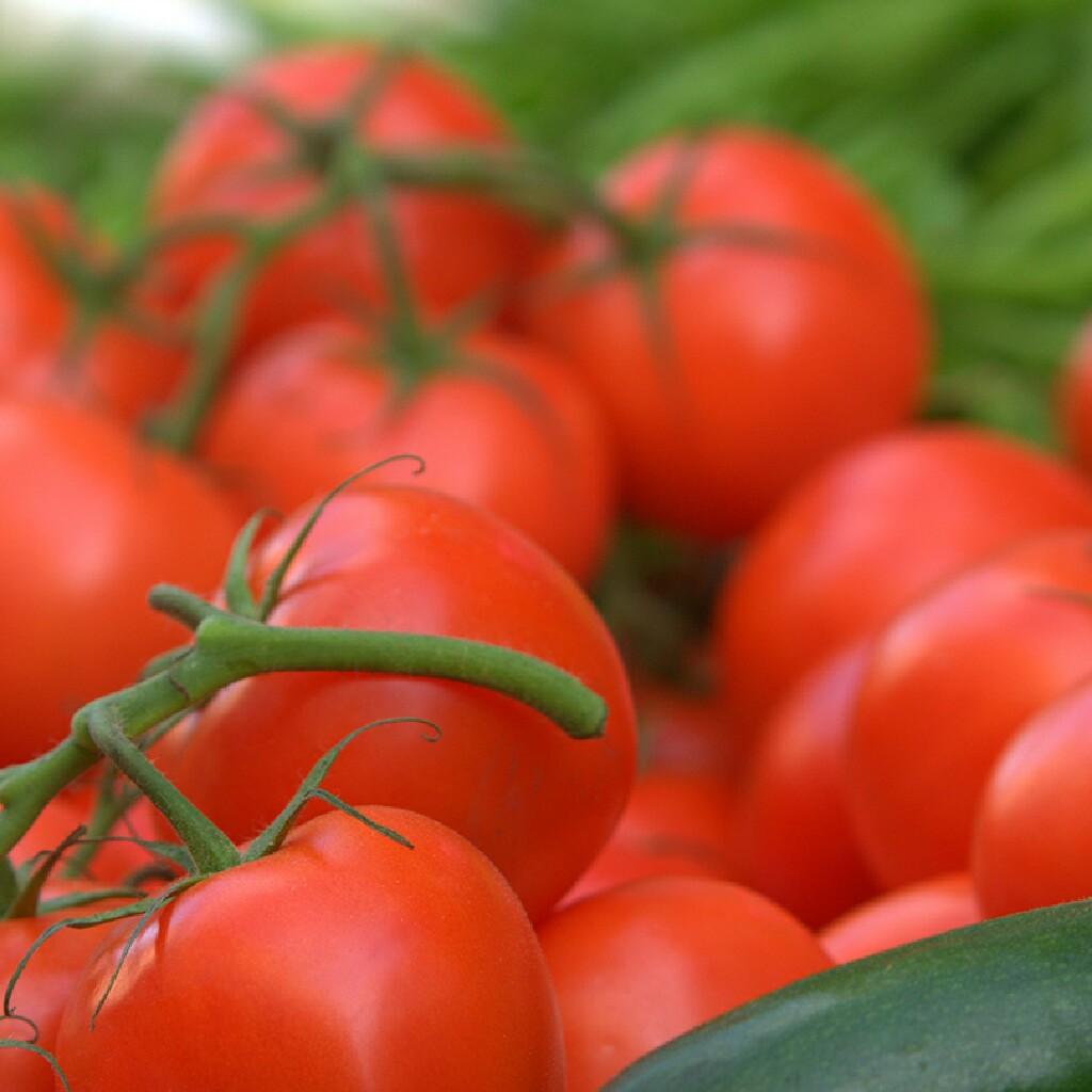 カルハタミアのトーク