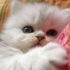 あいらぶ・さしこ姫