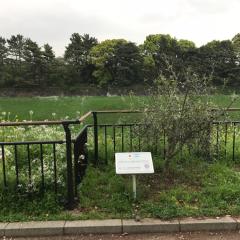 ２代目はなはな