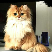 猫さんの気まぐれトーク