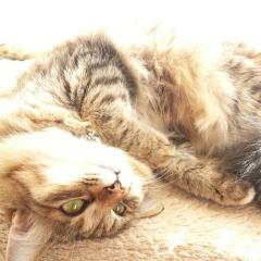 とこちゃんのトーク