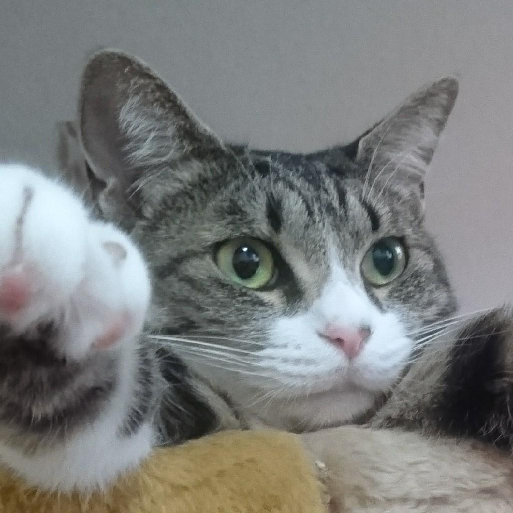 にゃんぱる39(あいこ)