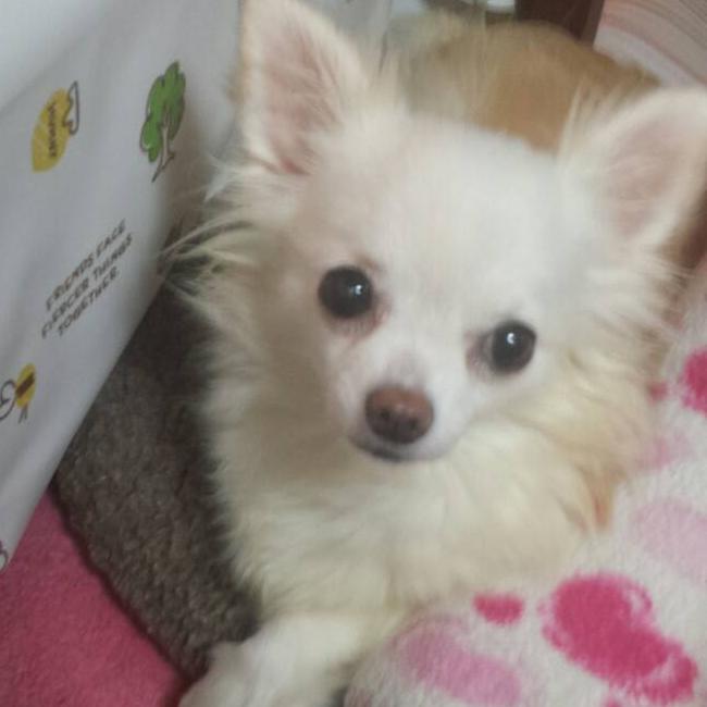 わんこ@大西桃香神推し