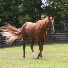 競馬師匠の競馬予想