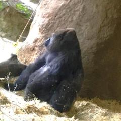 ふじー⊿