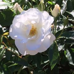 風磨くん私のtalk