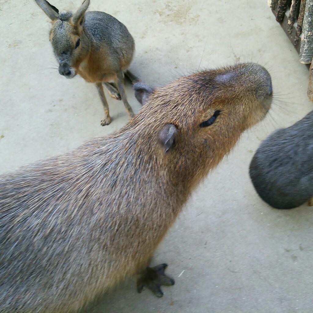 カピバラ