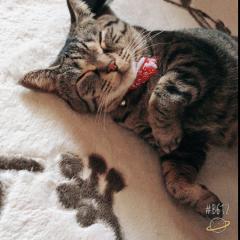 あやの⊿