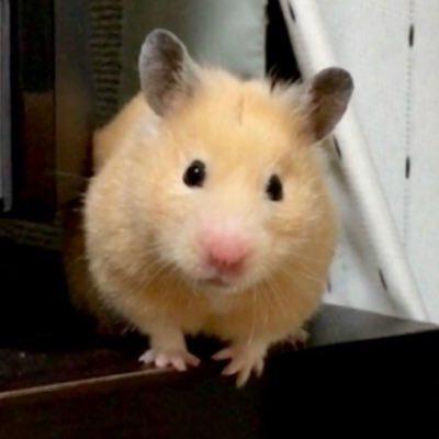 はむっこ