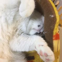 ガッツのトーク