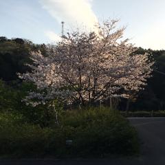 いつき^ ^