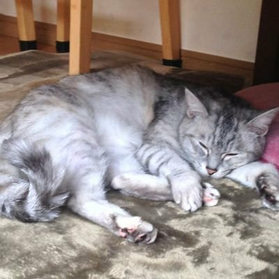 しろたん（このは）⊿坂道