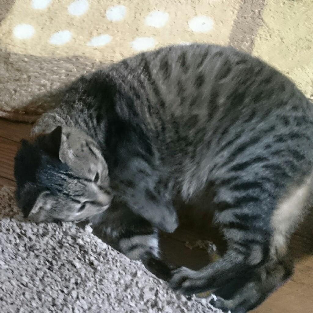 のらねこ