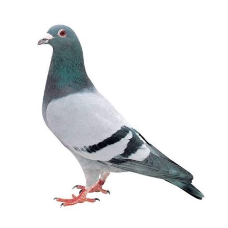 宮本 航 （わたる）のトーク