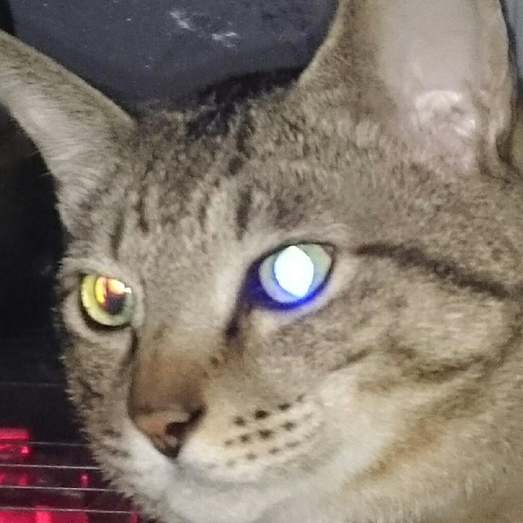 マコト