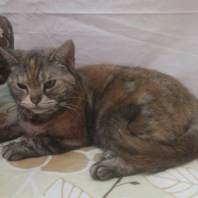 猫娘
