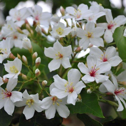 流風易痕のトーク