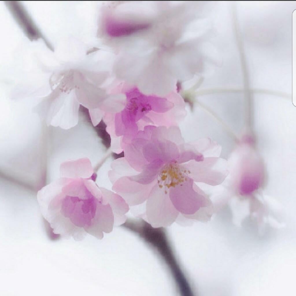 はな
