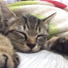 きょん
