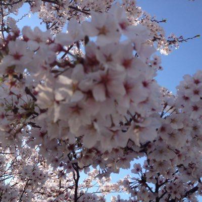 きしめんおじさん@野村姉妹推しのトーク