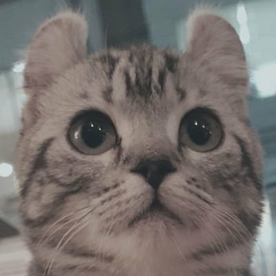 マルチャン