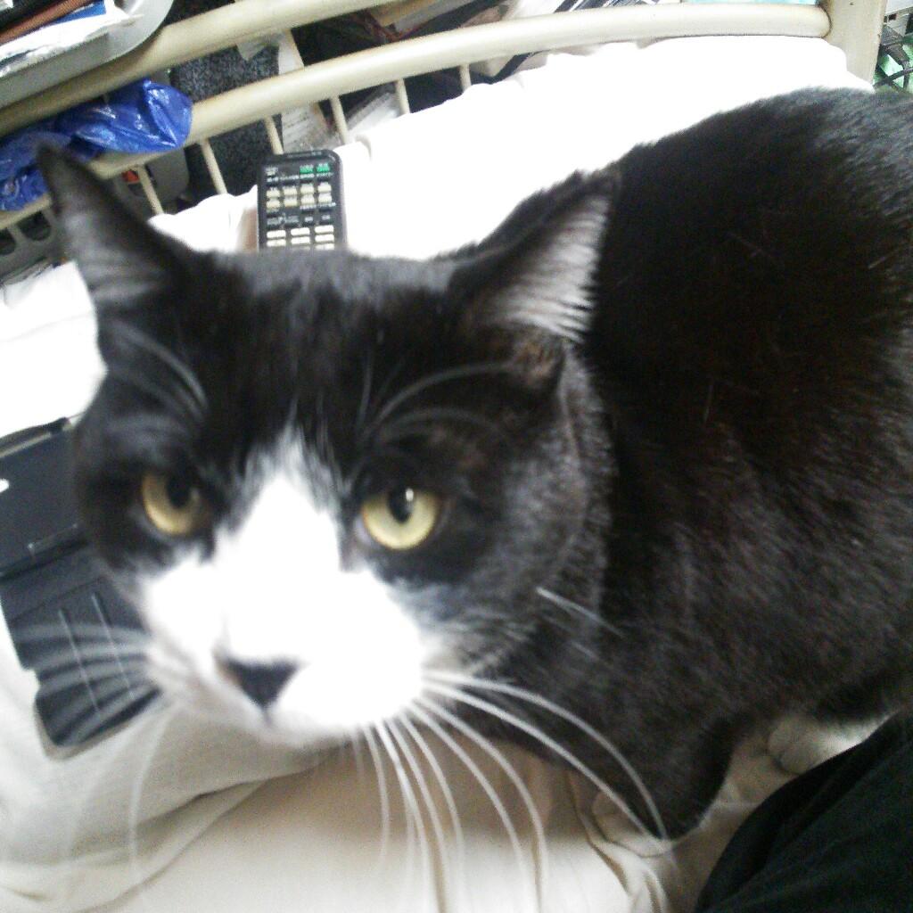 マジいろしばにゃんのトーク