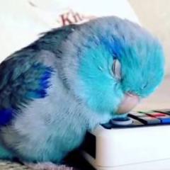 おおさか じゅん