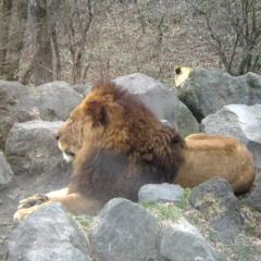 やまだいのトーク