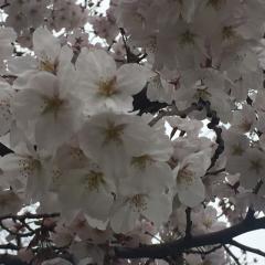 向井了のトーク