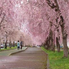 桜井 みゆ🌸