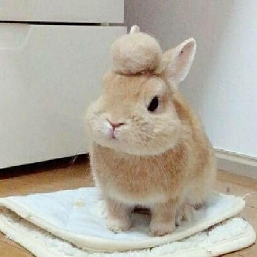 シュウ