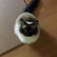 ビビー