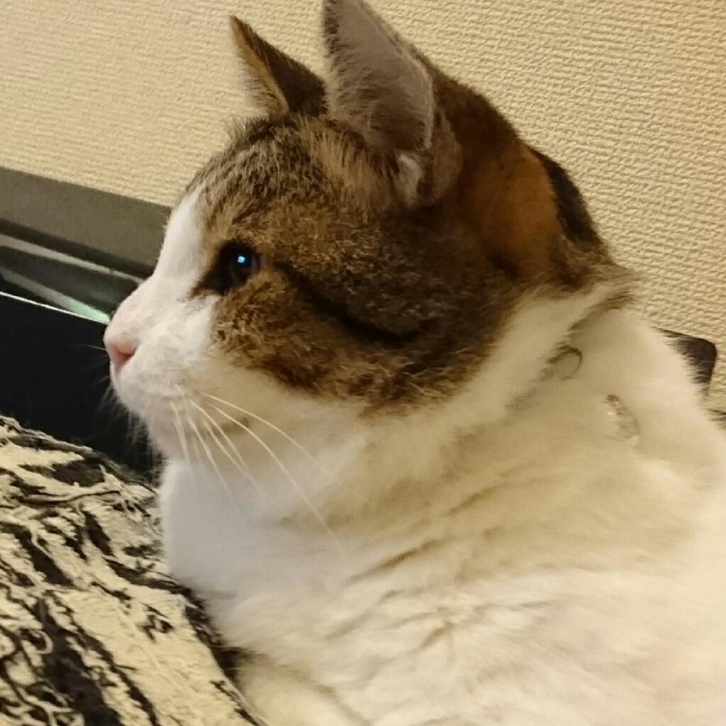 海