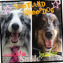 シェルティ大好き部屋