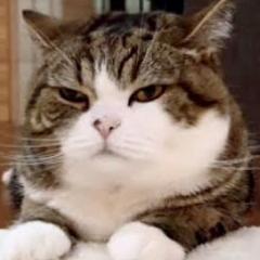 猫マル
