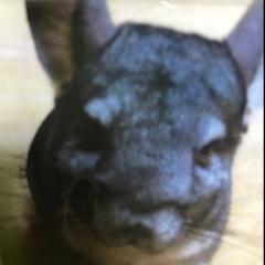 めぐ